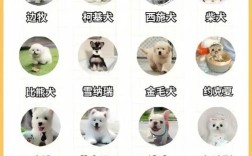 养猫狗必知常识有哪些？