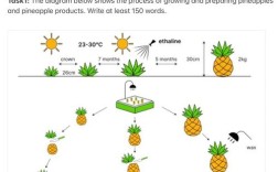 流程图 雅思作文，流程图雅思作文