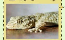 小壁虎有何独特生活习性？