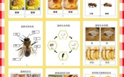 养中蜂有哪些基本常识需掌握？