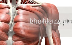 肩膀痛查医学常识，是肩周炎还是其他问题？