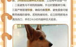 宠物狗狂犬病常识