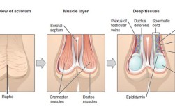 男生生殖器的常识