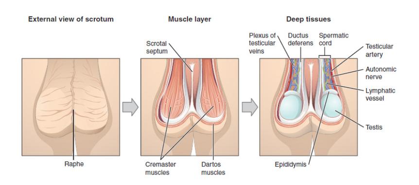 男生生殖器的常识