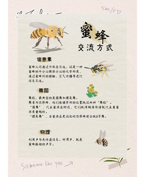 养中蜂的基本常识