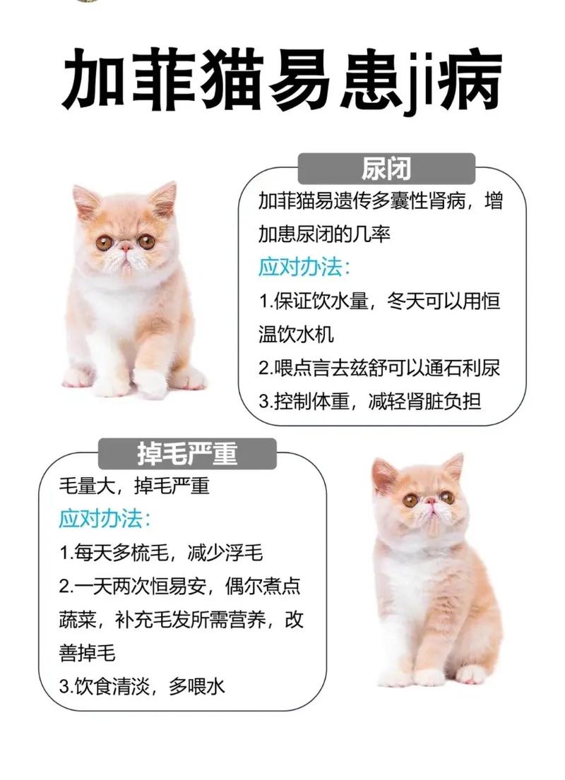 加菲幼猫的饲养常识