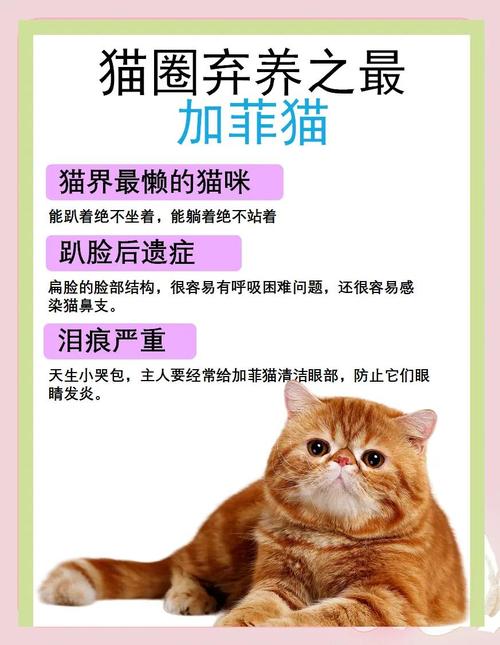 加菲幼猫的饲养常识