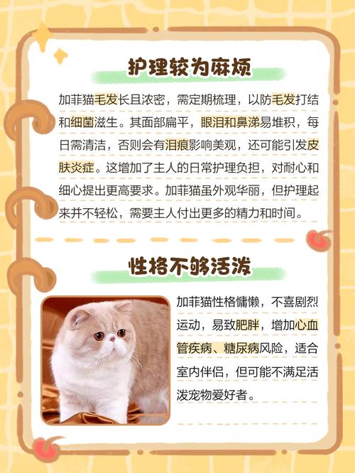 加菲幼猫的饲养常识