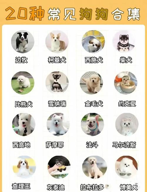 养狗猫的基本常识