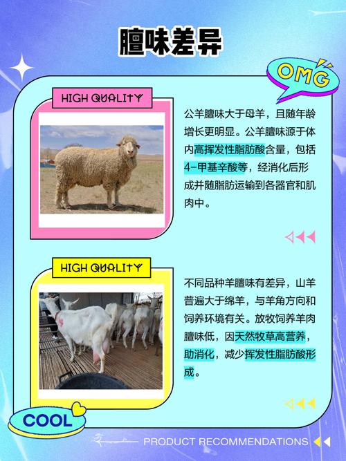 稍有常识的羊都会看出