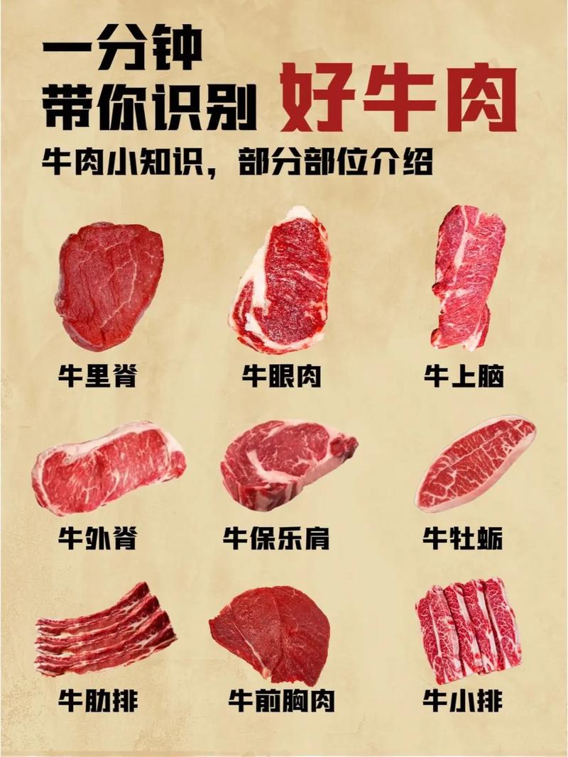 关于牛的一般常识