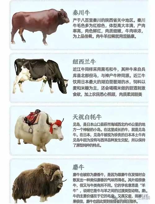 关于牛的一般常识