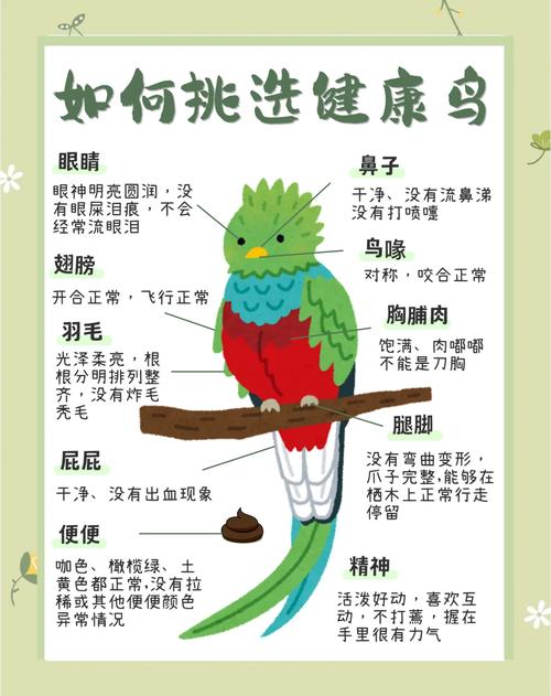 鸟的常识有什么意思