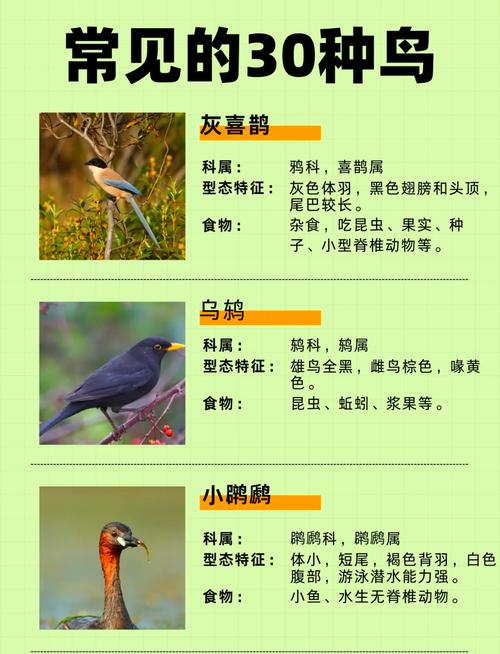 鸟的常识有什么意思