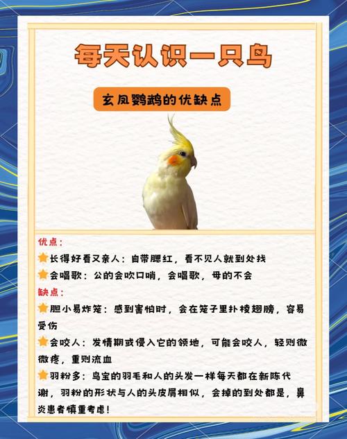 鸟的常识有什么意思