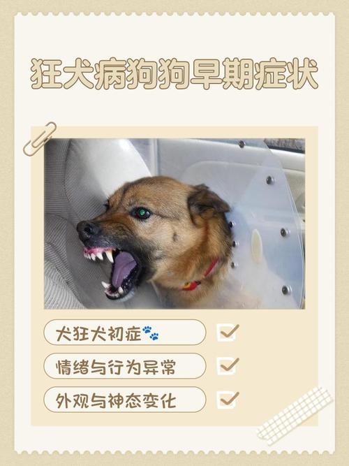 宠物狗狂犬病常识
