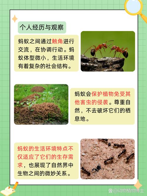 蚂蚁的生活常识是什么
