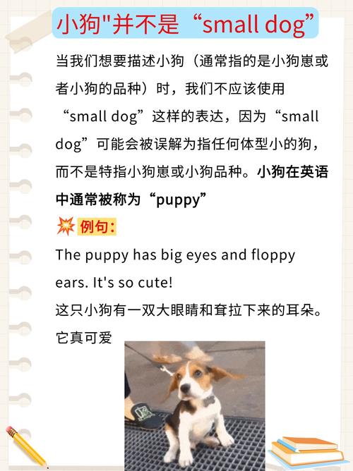 宠物 英语口语，宠物英语口语对话