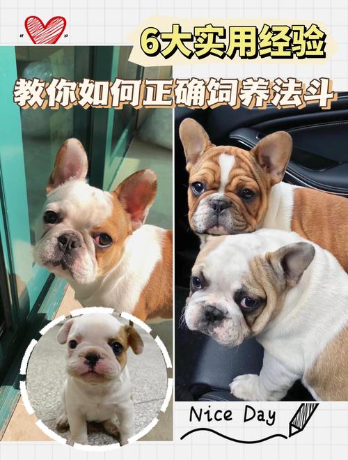 法斗犬的预防常识