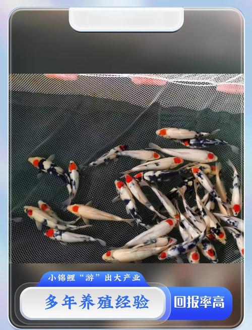 养锦鲤鱼基本常识