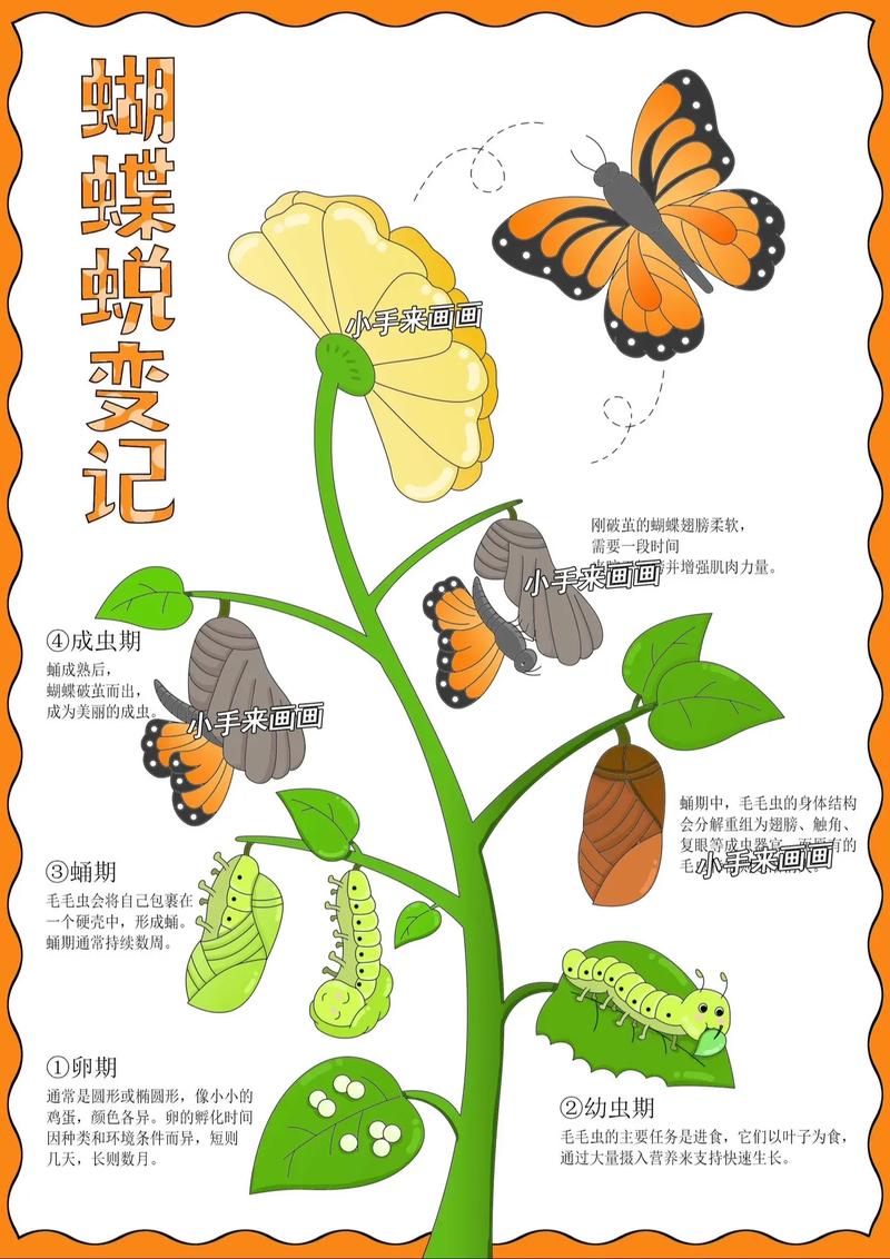 蝴蝶生命周期作文