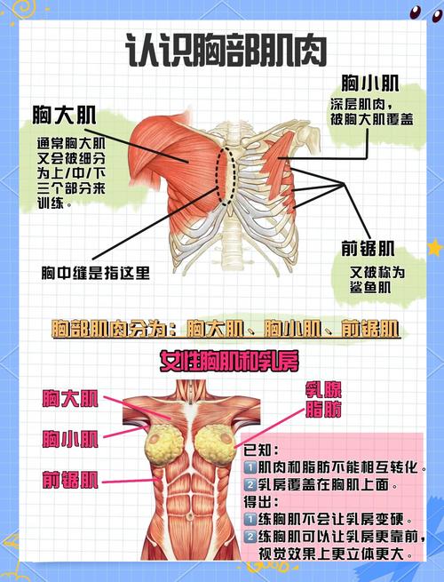 女人乳房的基本常识