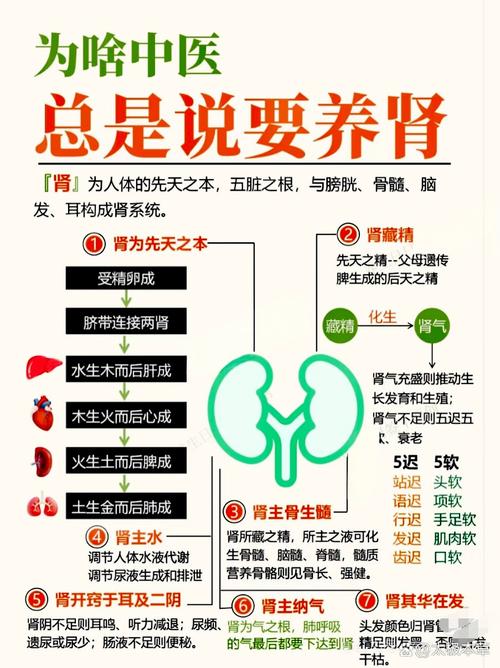 夏季养生保健肾小常识